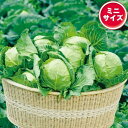 ミニキャベツ このみ姫 野菜タネ 種 家庭菜園【タキイ種苗】つくりやすい