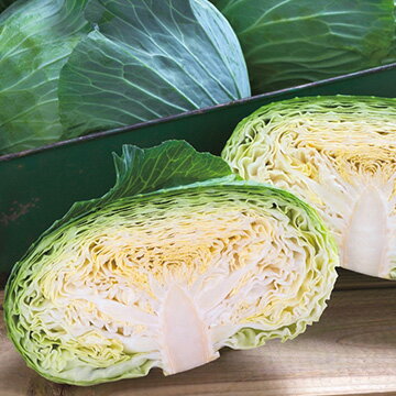 種 キャベツ・BCR龍月 1袋【タキイ種苗公式】