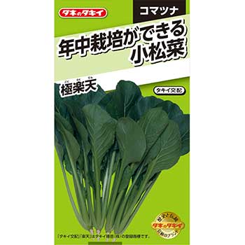 タキイ種苗 野菜 種子 コマツナ 年中栽培ができる小松菜 極楽天のサムネイル