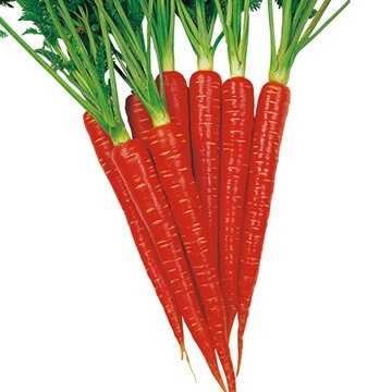 種 ニンジン・本紅金時（京人参） 1袋