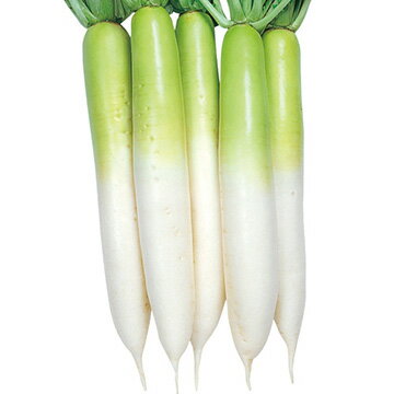 種 ダイコン・耐病宮重 1袋