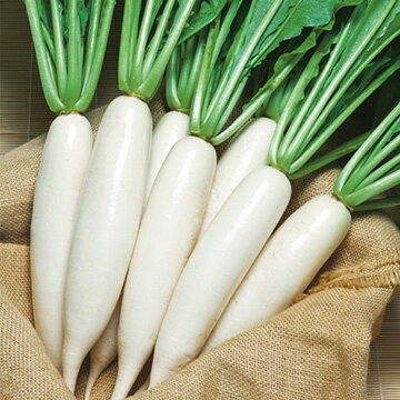 商品説明 根部も葉も食味良好！用途の広い中国ダイコン！肌が美しく、肉質が緻密で味のよい華南型の中国ダイコン。葉はやや淡緑の板葉で、カブの葉のようにやわらかく、間引き菜や葉付きの若どりダイコンとしての用途も広い。遅まきに注意する。【ユニークダイコン】根径 6cm 根長 33cm※根径・根長・根重は適作型で栽培時のおおよその目安です。 ※昨今、地域ごとに栽培時期が多様化しており、一般的な栽培適期から外れた時期に商品を求めるお客様も増えております。弊社ではこのようなニーズにお応えするべく、出荷対応いたします。そのため、ご注文いただいた時点で有効期限の近い商品が、お手元に届く場合があります。あらかじめ、ご了承の上、ご利用ください。