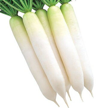 ダイコン 夏あおい 野菜タネ 種 家庭菜園【タキイ種苗】のサムネイル