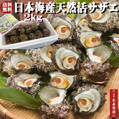 日本海産★天然活サザエ2kg【約20個】【天然サザエ】【クール冷蔵便】【新鮮サザエ】【生きたまま発送】【京都　丹後】【バーベキュー　サザエ】【BBQ　サザエ】【サザエ壺焼き】【さざえ　刺身】【さざえ　送料無料】【サザエ】【サザエ　贈り物】