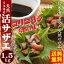【サザエ 送料無料】★日本海産天然活サザエ1.5kg【約15個】【天然サザエ】【クール冷蔵便】【新鮮サザエ】【生きたまま発送】【バーベキュー サザエ】【BBQ サザエ】【サザエ壺焼き】【サザエ 刺身】【さざえ 送料無料】【サザエ 贈り物】【サザエ 御中元】