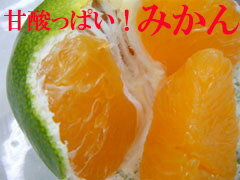 みかん・酸っぱいミカン本場紀州青切りみかん【送料無料】 Lサイズ 5kg