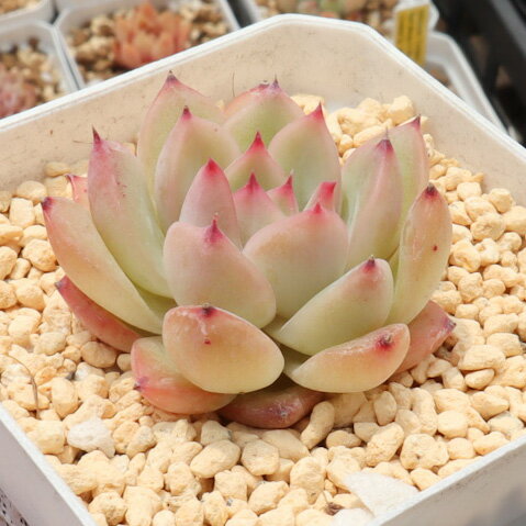 楽天多肉植物　Jewel-like Succulents多肉植物 エケベリア アラバマ 1苗 多肉植物 韓国苗 抜き苗 韓国直輸入多肉植物 エケベリア交配種