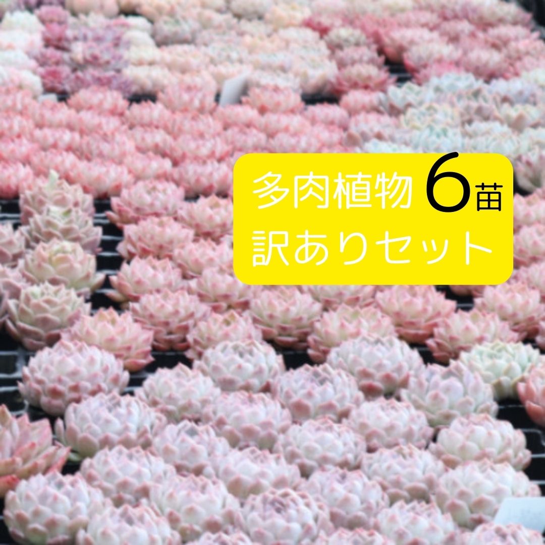 【多肉植物 韓国苗】Jewel-like Succulents 多肉植物 韓国苗　訳あり6苗セット 輸入多肉植物 エケベリア交配種など 抜き苗 カット苗 寄せ植えにも