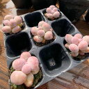 農園直売 多肉植物 寄せ植え パキフ