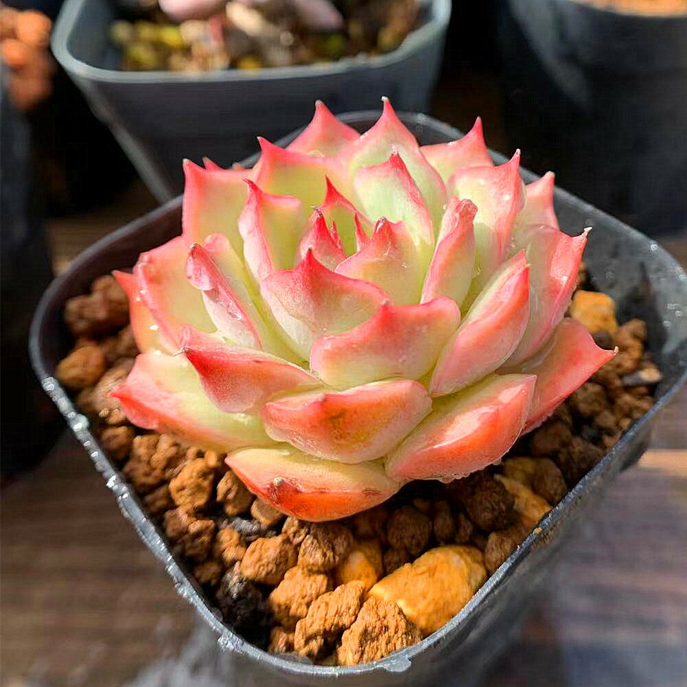 農園直売 多肉植物 寄せ植え エケベリア属 高品質 Pink Tips 抜き苗 インテリア 美苗 ピンクチップス 観葉植物 農園直売 多肉植物 寄せ植え エケベリア属 高品質 Pink Tips 抜き苗 インテリア 美苗 ピンクチップス 観葉植物