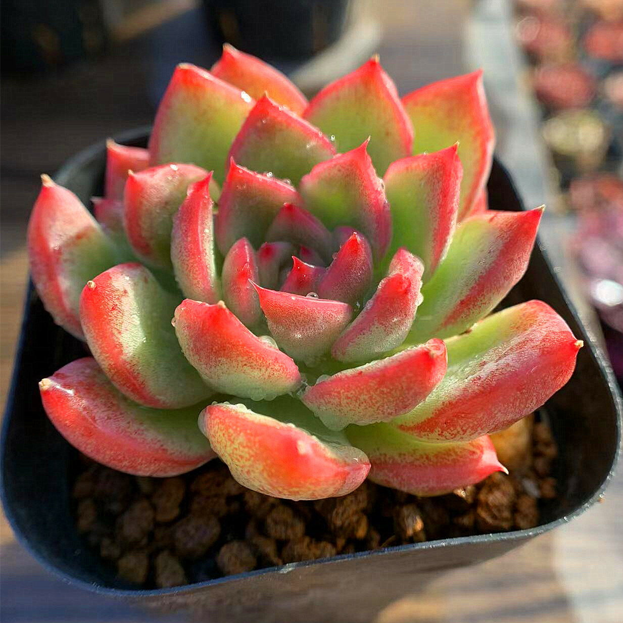 農園直売 多肉植物 寄せ植え エケベリア属 フロリディティ（単） 抜き苗　観葉植物 インテリアのサムネイル