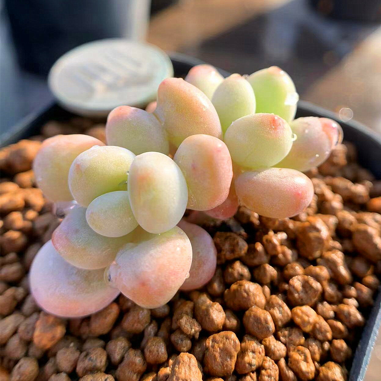 農園直売 多肉植物 寄せ植え エケベリア属　洛神（小）　抜き苗 観葉植物 インテリアのサムネイル