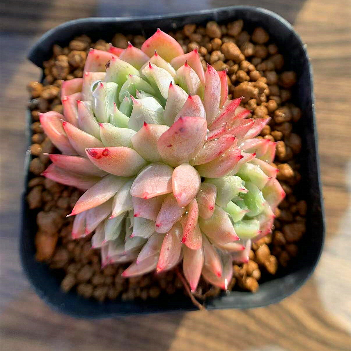 多肉植物 ルンヨニー 白い子セット