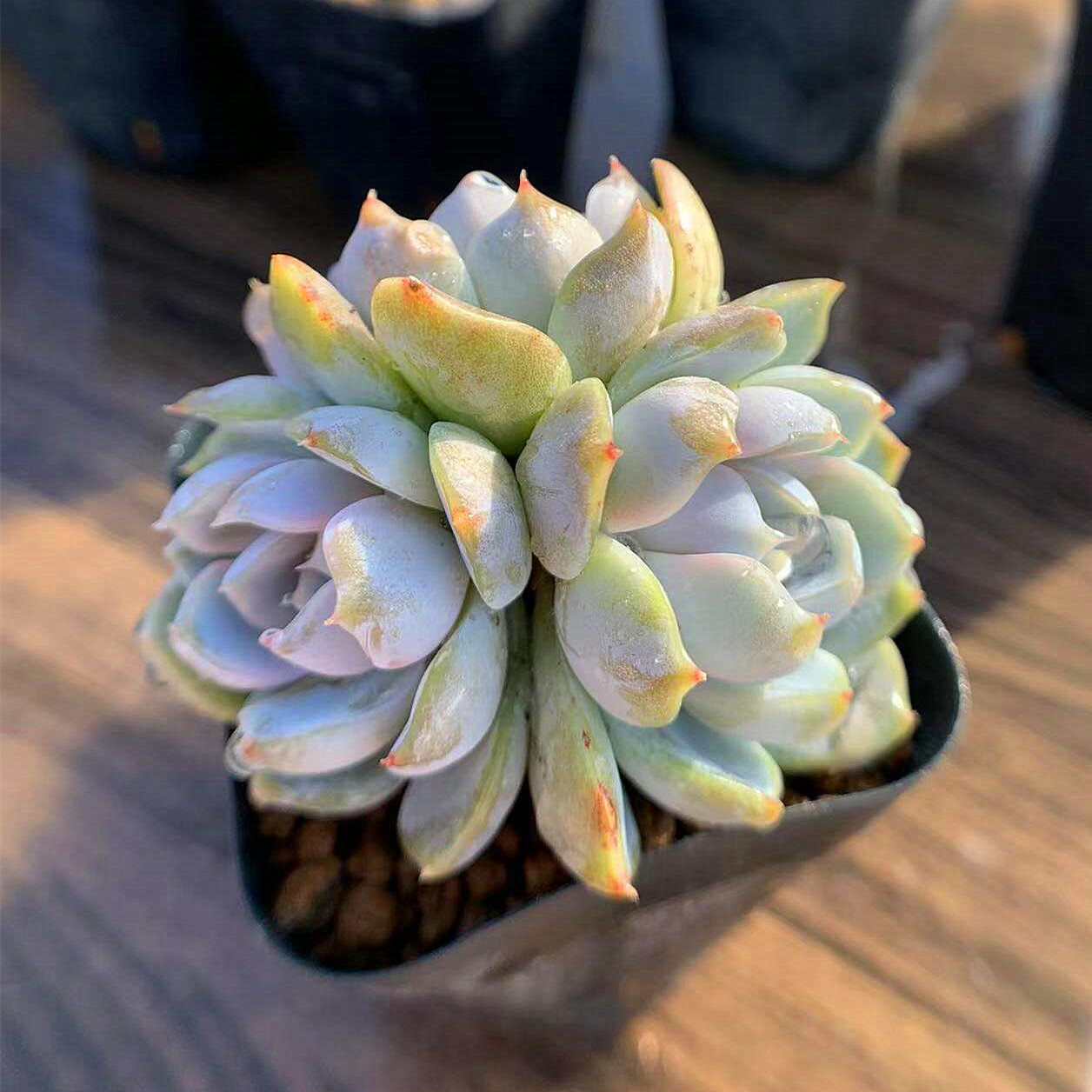 農園直売 多肉植物 寄せ植え エケベリア属　スノーバニー　抜き苗 観葉植物 インテリア 多肉専門VERVEのサムネイル