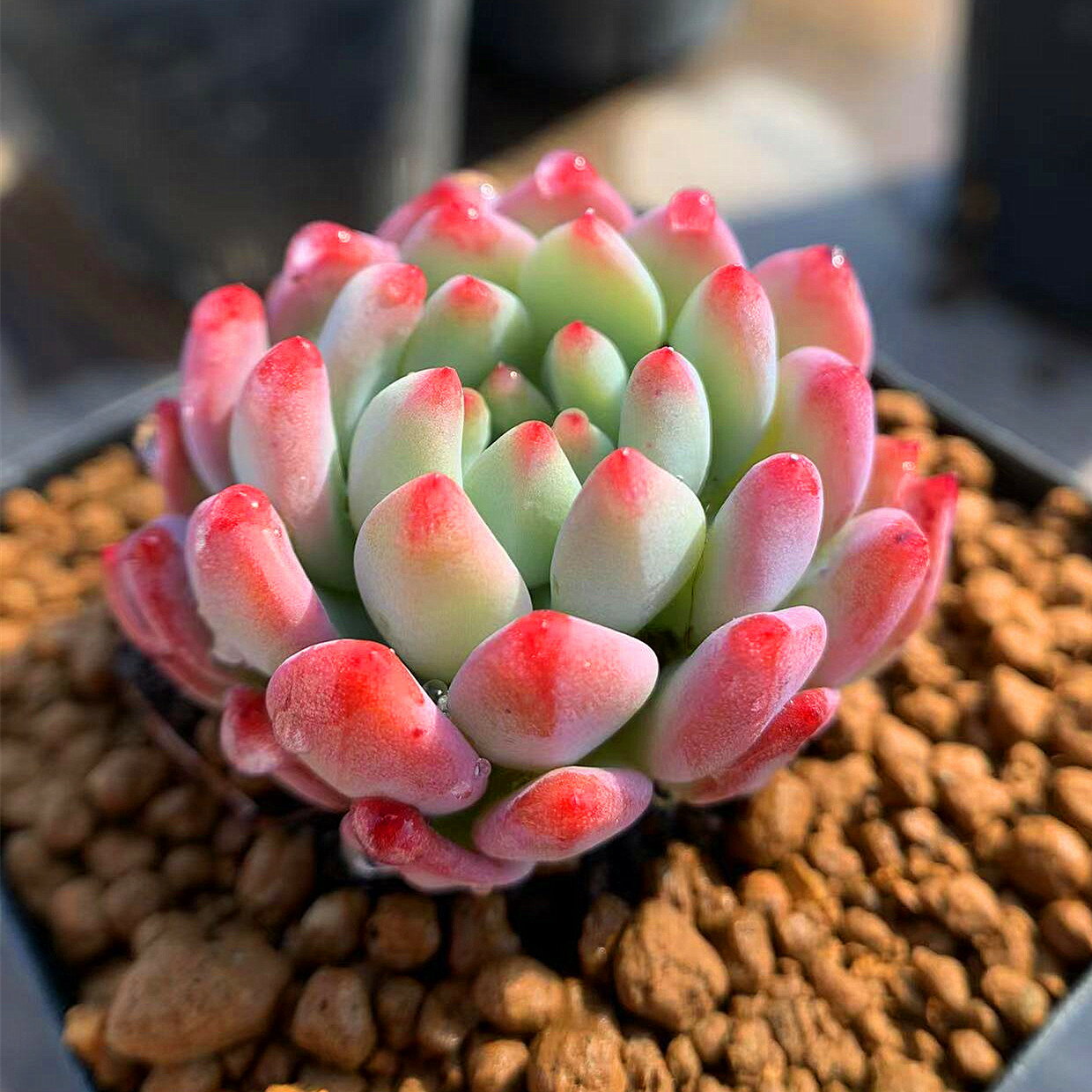 農園直売 多肉植物 寄せ植え エケベリア属　ブルーエルフ 'Blue Elf'　抜き苗 観葉植物 インテリアのサムネイル