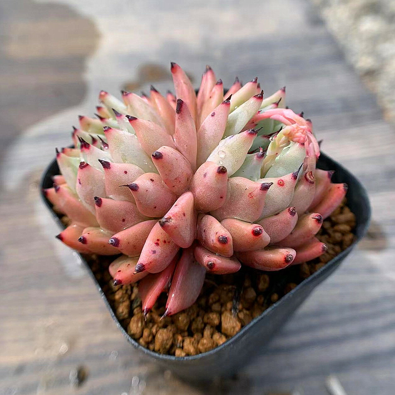 農園直売 多肉植物 寄せ植え エケベリア属 原種ザラゴーサ（2頭） 抜き苗　観葉植物 インテリアのサムネイル