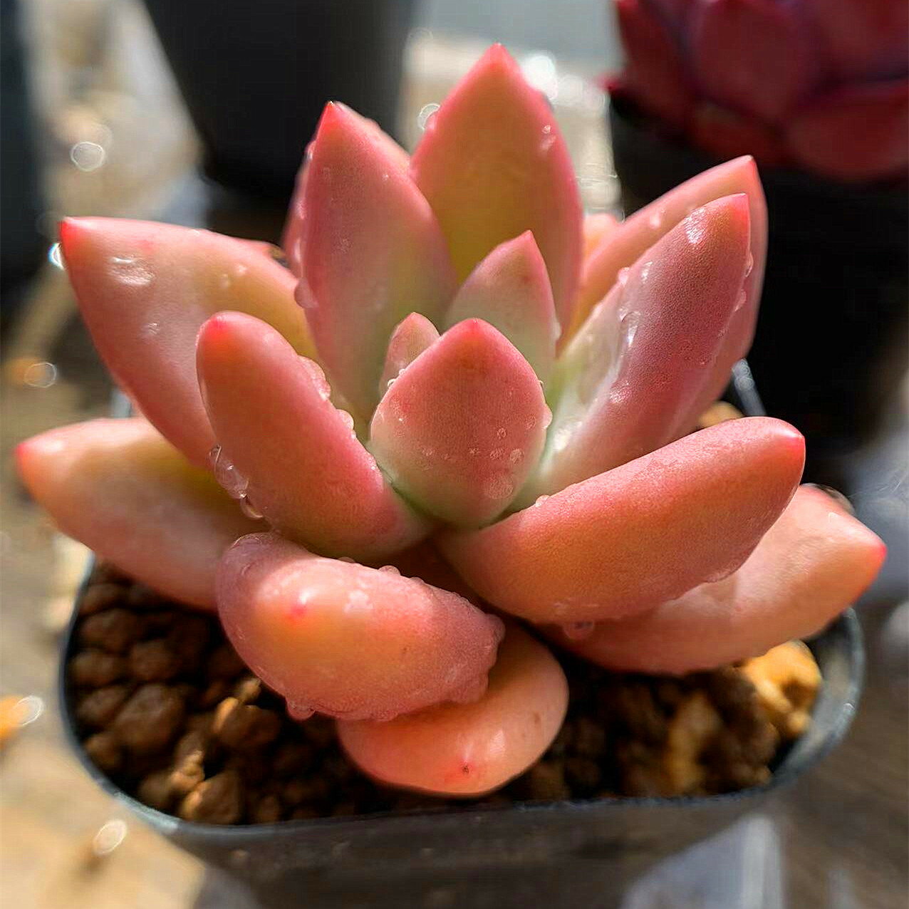 農園直売 多肉植物 寄せ植え エケベリア属 桃源（新品種）　抜き苗 観葉植物 インテリアのサムネイル
