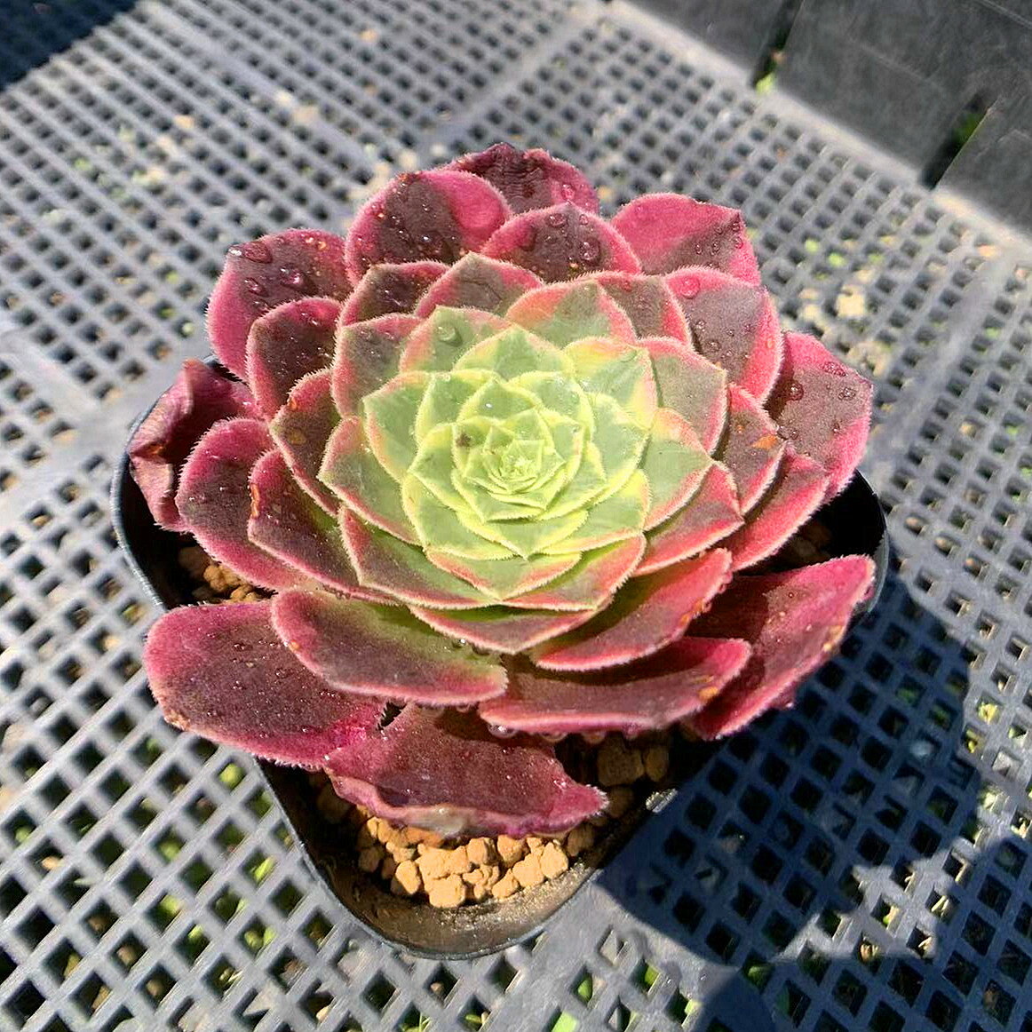 農園直売 多肉植物 寄せ植え アエオニウム フェスティバル錦 抜き苗 観葉植物 インテリア　多肉専門VERVEのサムネイル