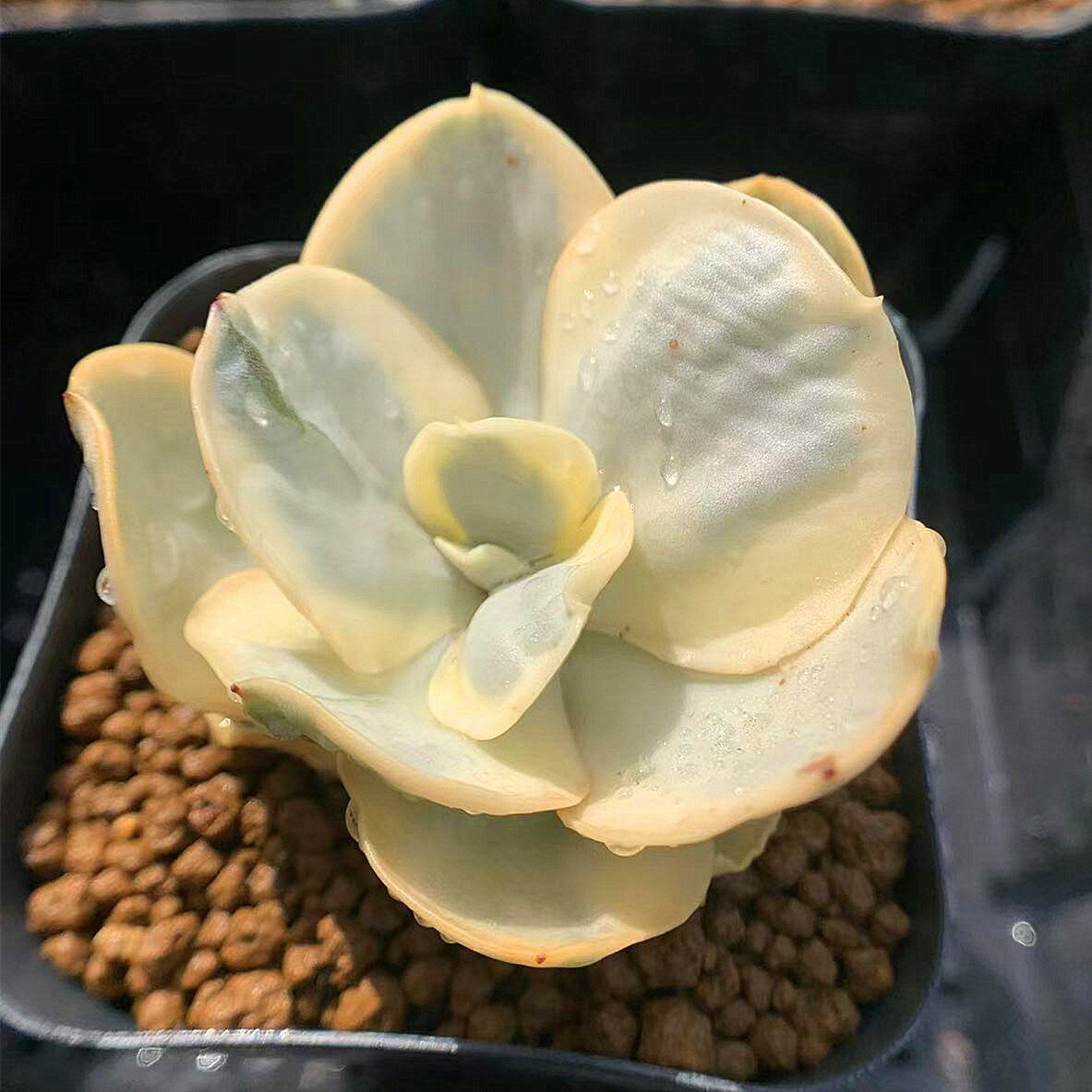 農園直売 多肉植物 寄せ植え エケベリア属　スヨン錦　抜き苗 観葉植物 インテリア　多肉専門VERVEのサムネイル