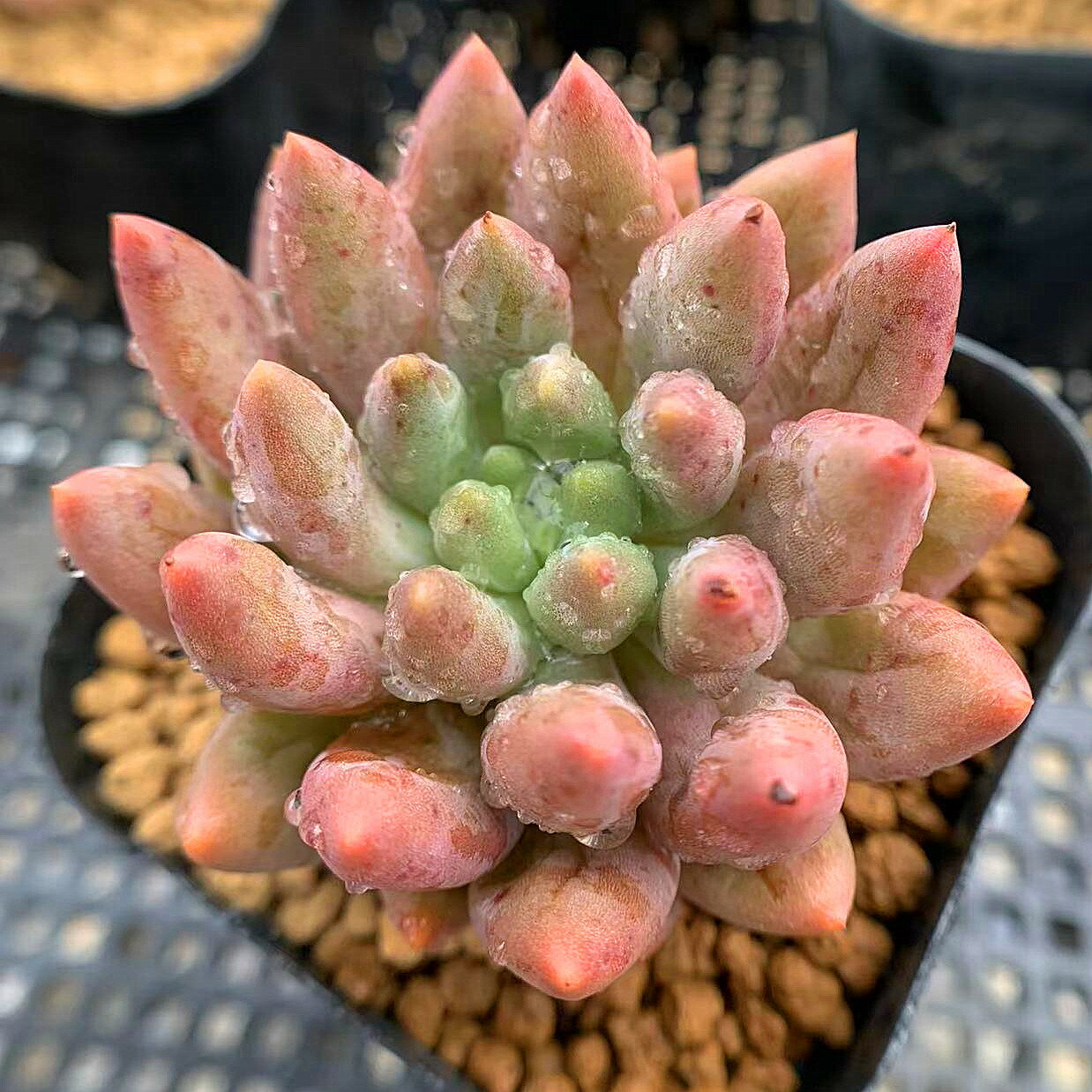 農園直売 多肉植物 寄せ植え エケベリア属　赤とんぼ（新品種）　抜き苗 観葉植物 インテリアのサムネイル