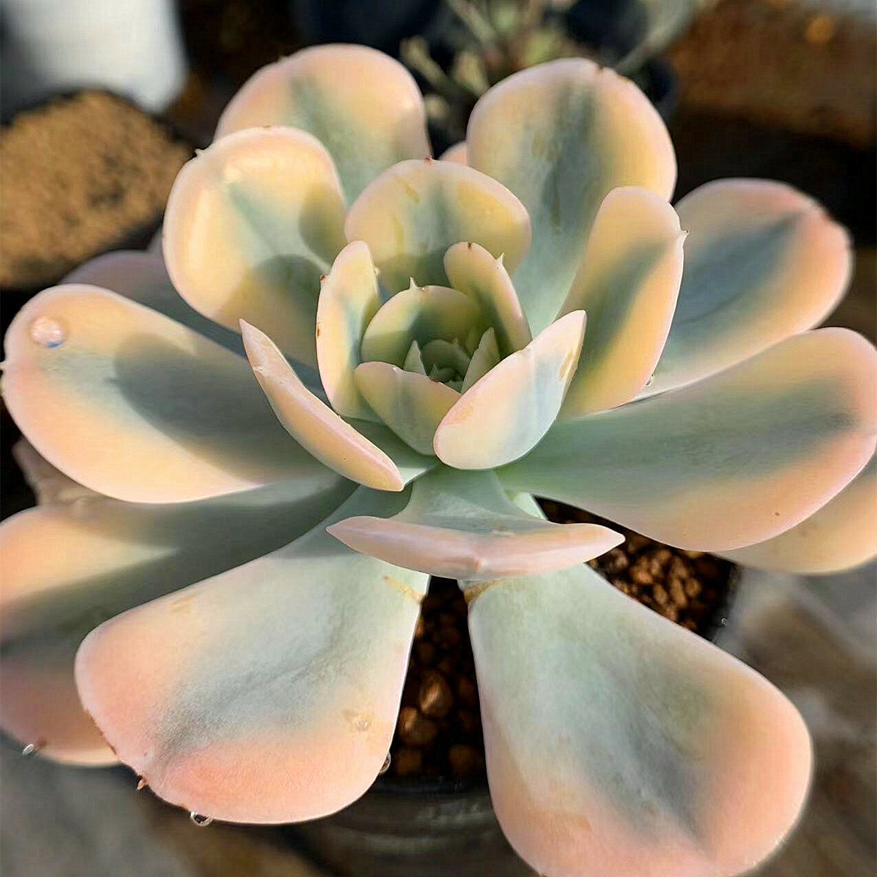 農園直売 多肉植物 寄せ植え エケベリア属　ルンヨニー錦（大）超美苗　抜き苗 観葉植物 インテリア 多肉専門VERVEのサムネイル