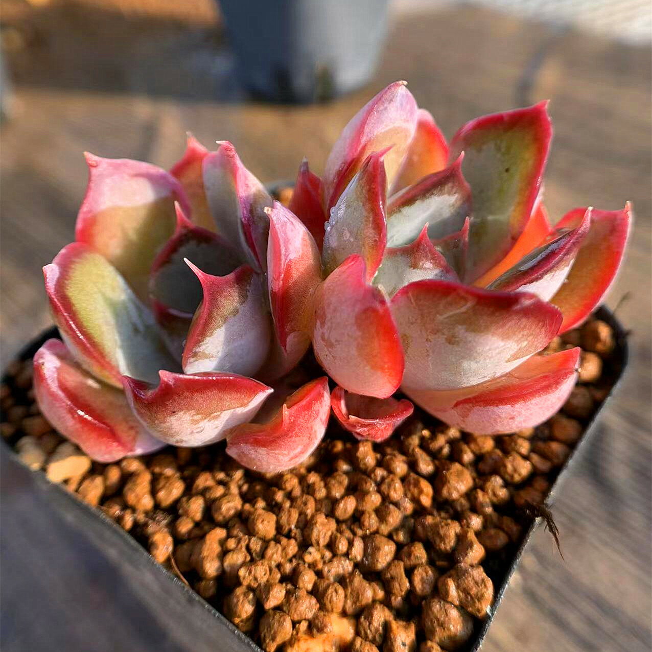 農園直売 多肉植物 寄せ植え エケベリア属 ダークアイス （2頭）　抜き苗 観葉植物 インテリア　多肉専門VERVEのサムネイル