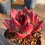 農園直売 多肉植物 寄せ植え エケベリア属 紅檀(新品種)(大)(美苗)ロメオルビンXエボニー 抜き苗 観葉植物 インテリア 1,198円