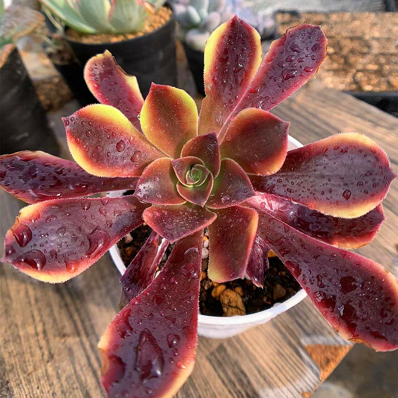 農園直売 多肉植物 寄せ植え アエオニウム属　ベルベット錦（単） 抜き苗 観葉植物 インテリア　多肉専門VERVEのサムネイル