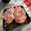 農園直売 多肉植物 寄せ植え エケベリア属 シルエット (2頭) 観葉植物 インテリア 898円