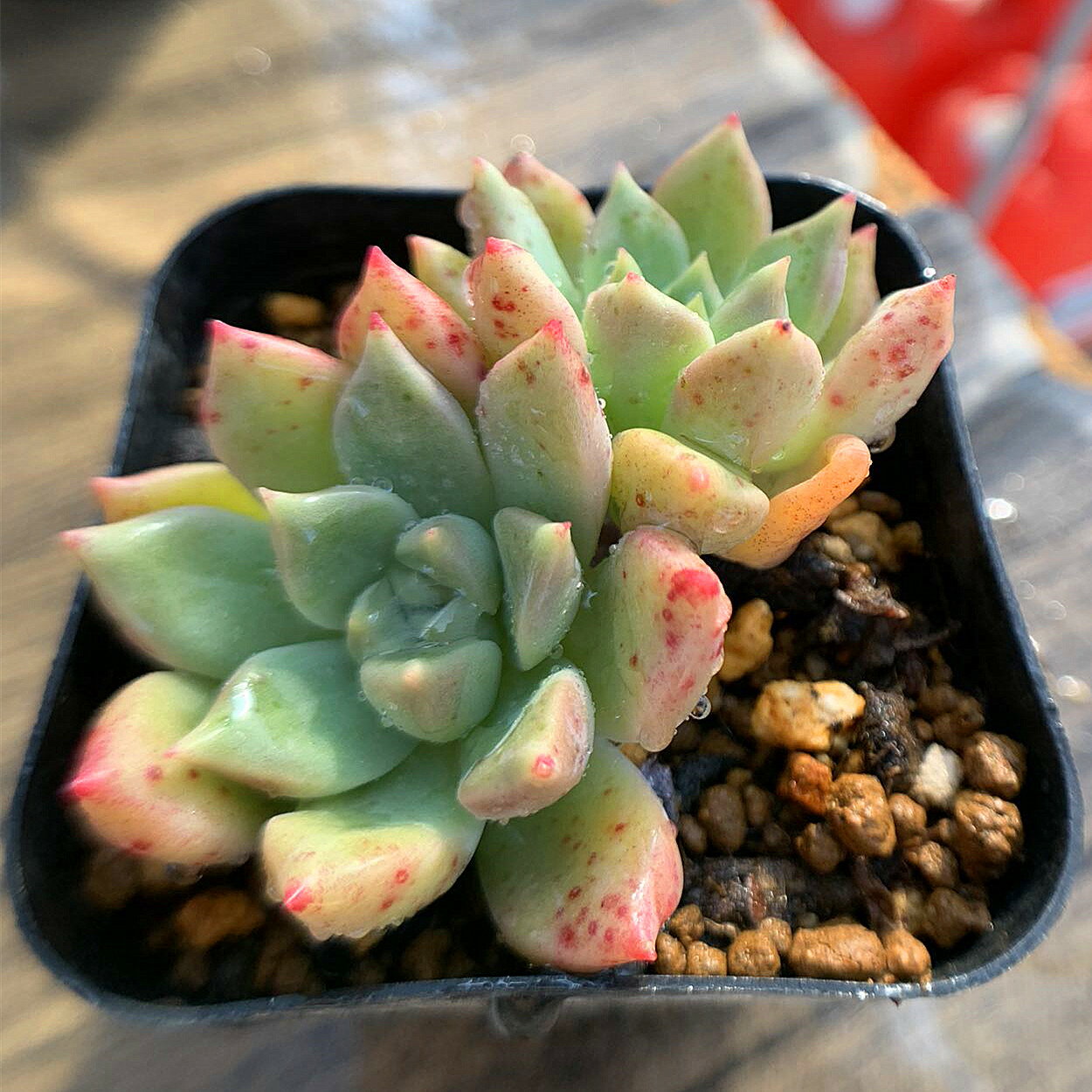 農園直売 多肉植物 寄せ植え エケベリア属　ピンクブライト（2頭）　抜き苗 観葉植物 インテリア　多肉専門VERVEのサムネイル