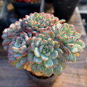 農園直売 多肉植物 寄せ植え エケベリア属 ホワイトミニマ(4頭) 抜き苗 観葉植物 インテリア