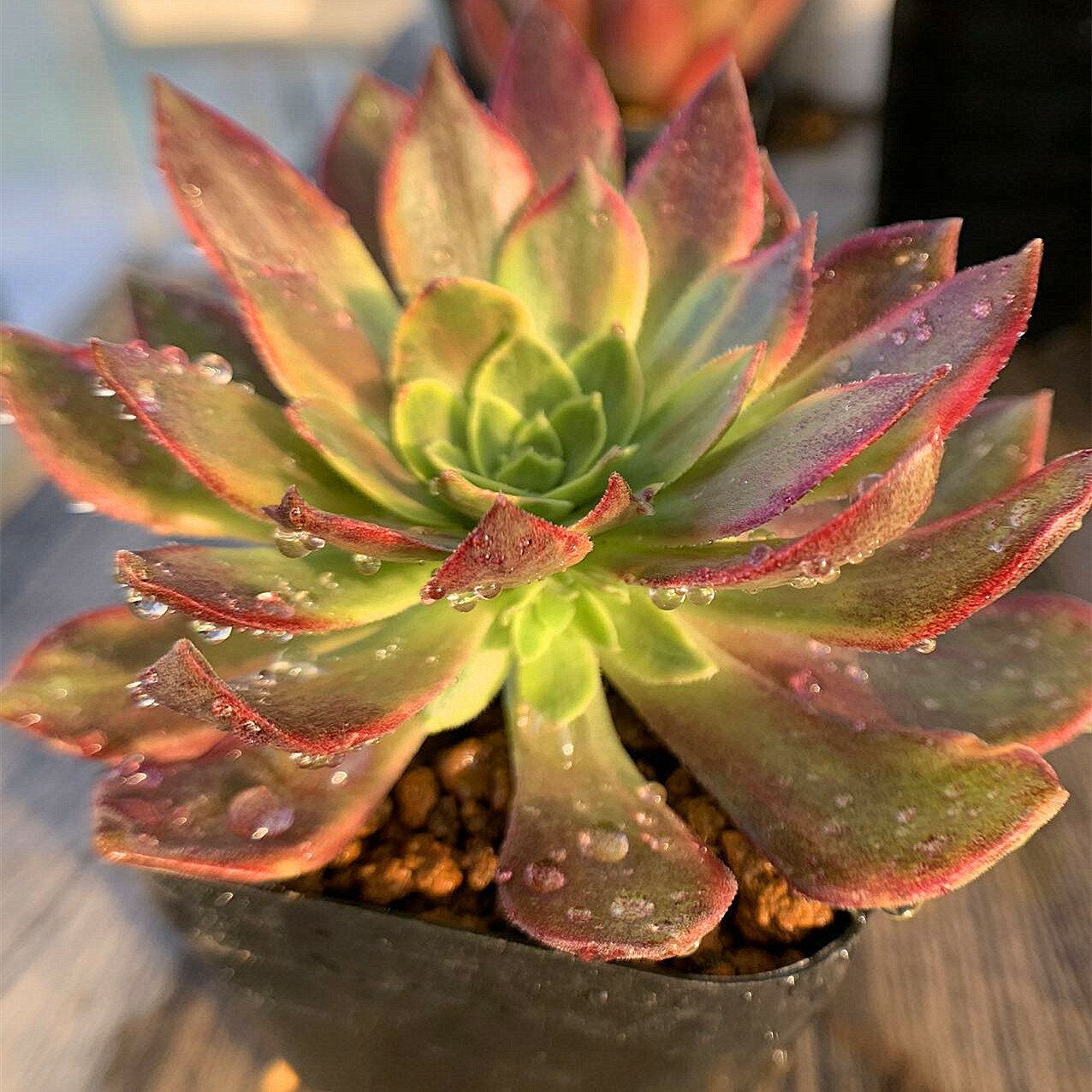 農園直売 多肉植物 寄せ植え アエオニウム属　ハロウィン錦　子付き　大　美苗　抜き苗 観葉植物 インテリア　多肉専門VERVEのサムネイル