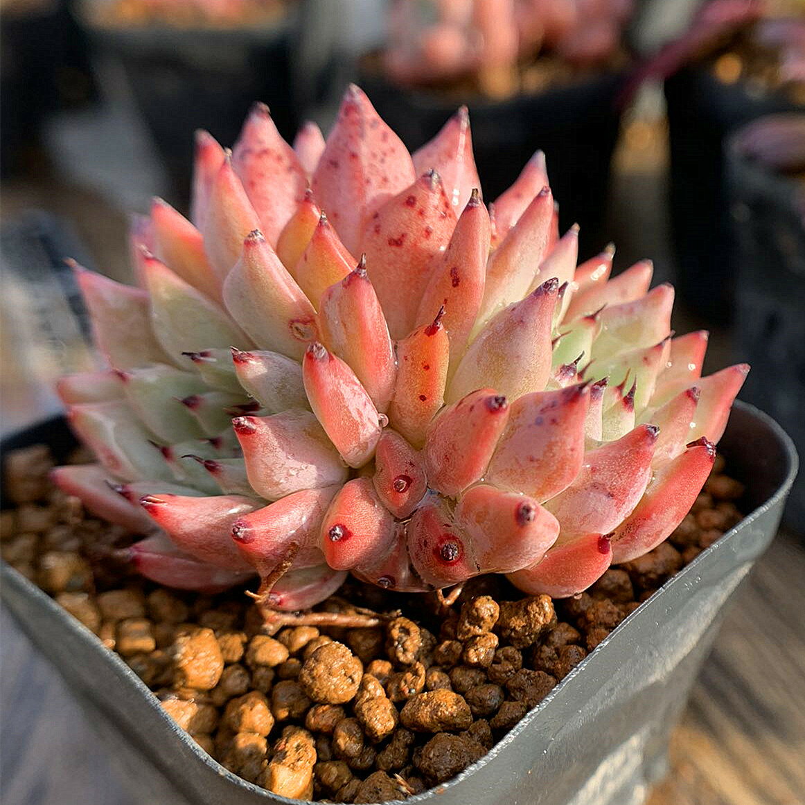 農園直売 多肉植物 寄せ植え エケベリア属 原種ザラゴーサ（3頭） 抜き苗　観葉植物 インテリアのサムネイル