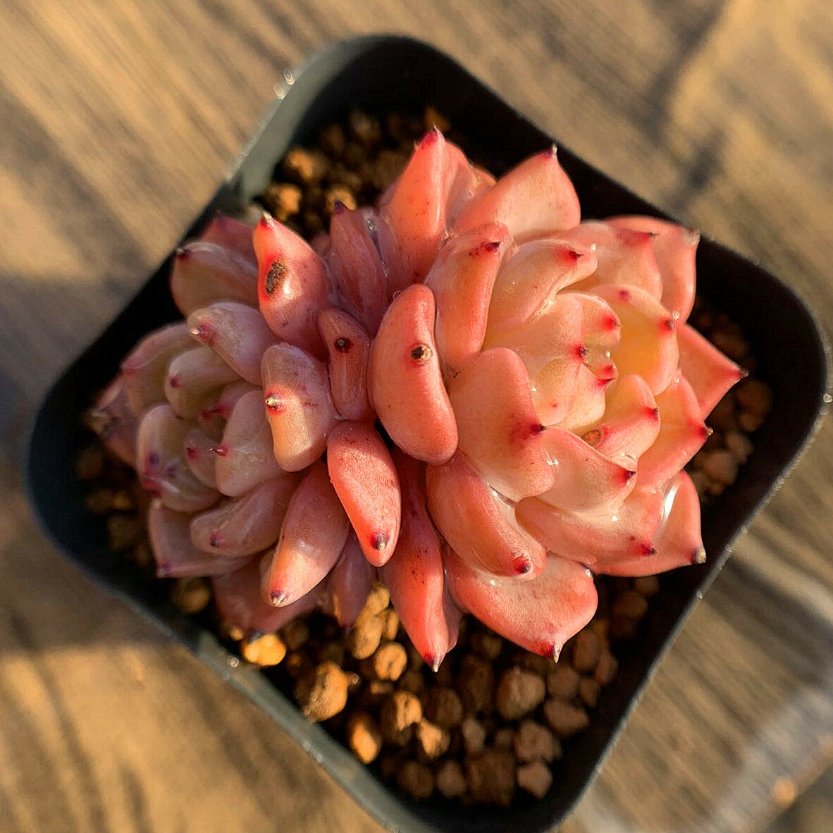 農園直売 多肉植物 寄せ植え エケベリア属　ピンクザラゴーサ（2頭）　抜き苗 観葉植物 インテリア　多肉専門VERVEのサムネイル