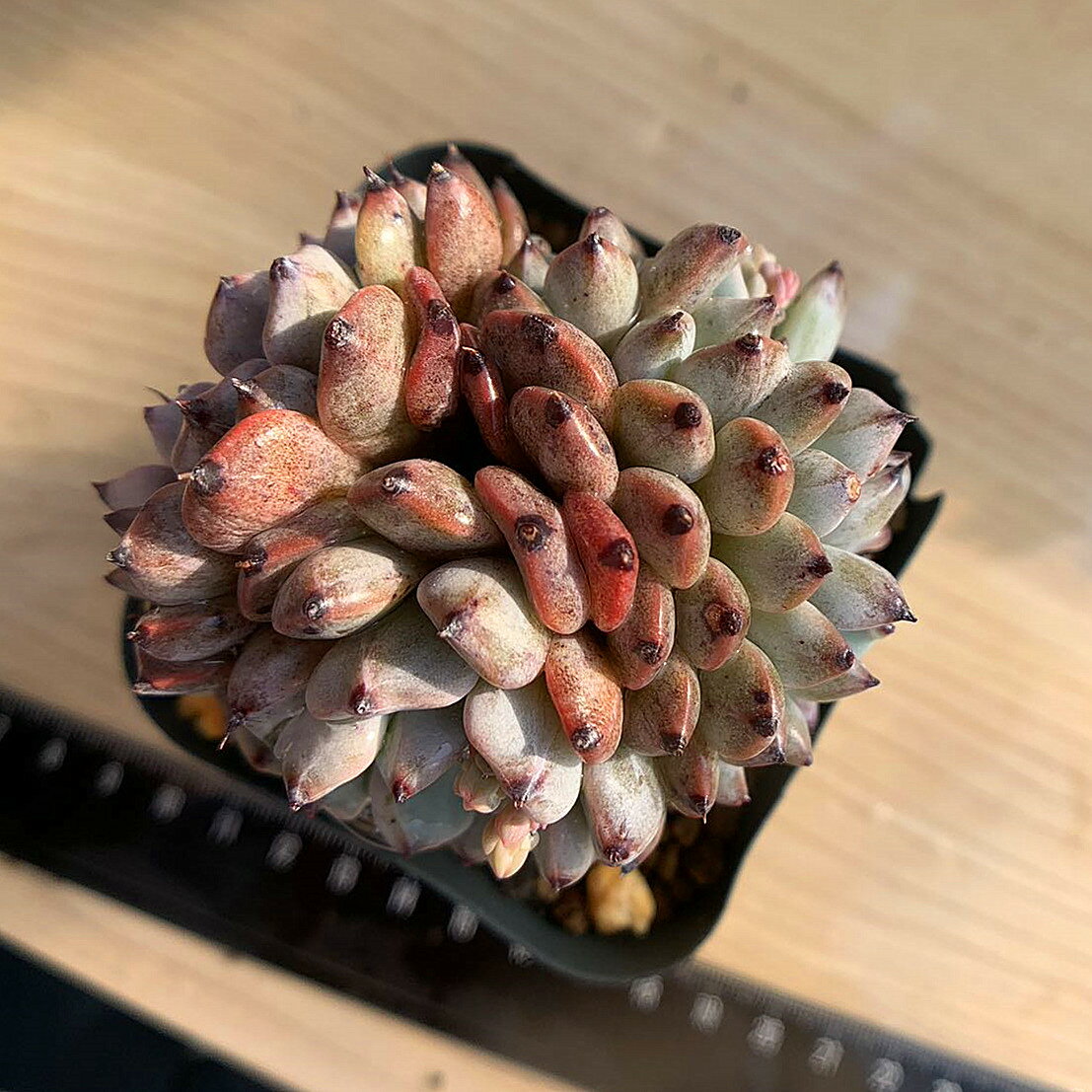 農園直売 多肉植物 寄せ植え エケベリア属　黒爪ザラゴーサ（群）　抜き苗 観葉植物 インテリア　多肉専門VERVEのサムネイル