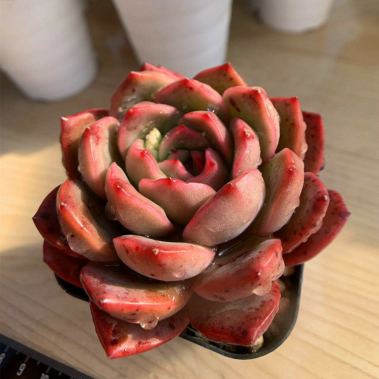 農園直売 多肉植物 寄せ植え エケベリア属　Echeveria 'Madonna'　マドンナ 抜き苗 観葉植物 インテリア 多肉専門VERVE