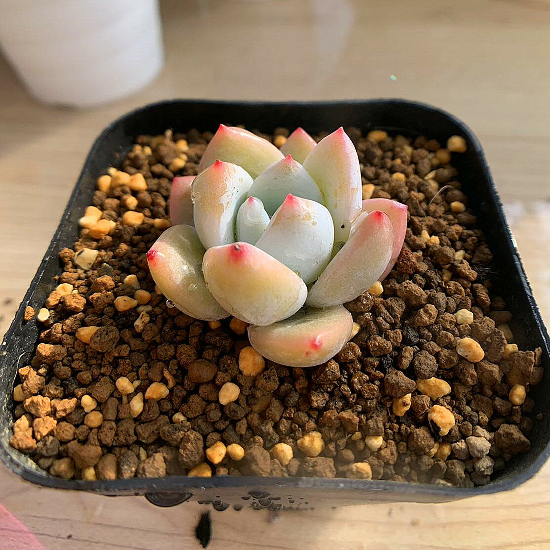 農園直売 多肉植物 寄せ植え エケベリア属 ラウイxコロラータ（小）　新品種　抜き苗 観葉植物 インテリア　多肉専門VERVEのサムネイル