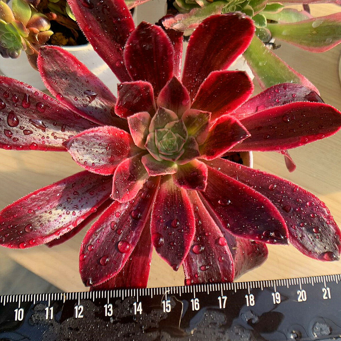 農園直売 多肉植物 寄せ植え アエオニウム属　ウェディングドレス（単）特大　子付き　新品種 抜き苗 観葉植物 インテリア　多肉専門VERVEのサムネイル