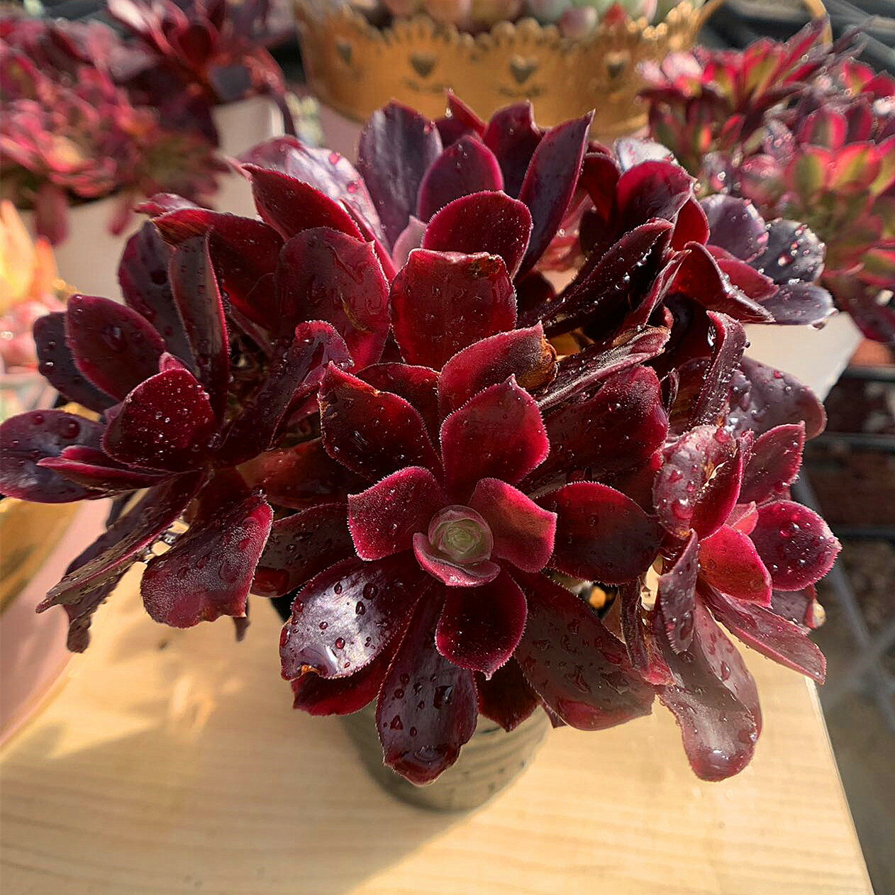 農園直売 多肉植物 寄せ植え アエオニウム属　ベロア白錦（群）特大 抜き苗 観葉植物 インテリア　多肉専門VERVEのサムネイル