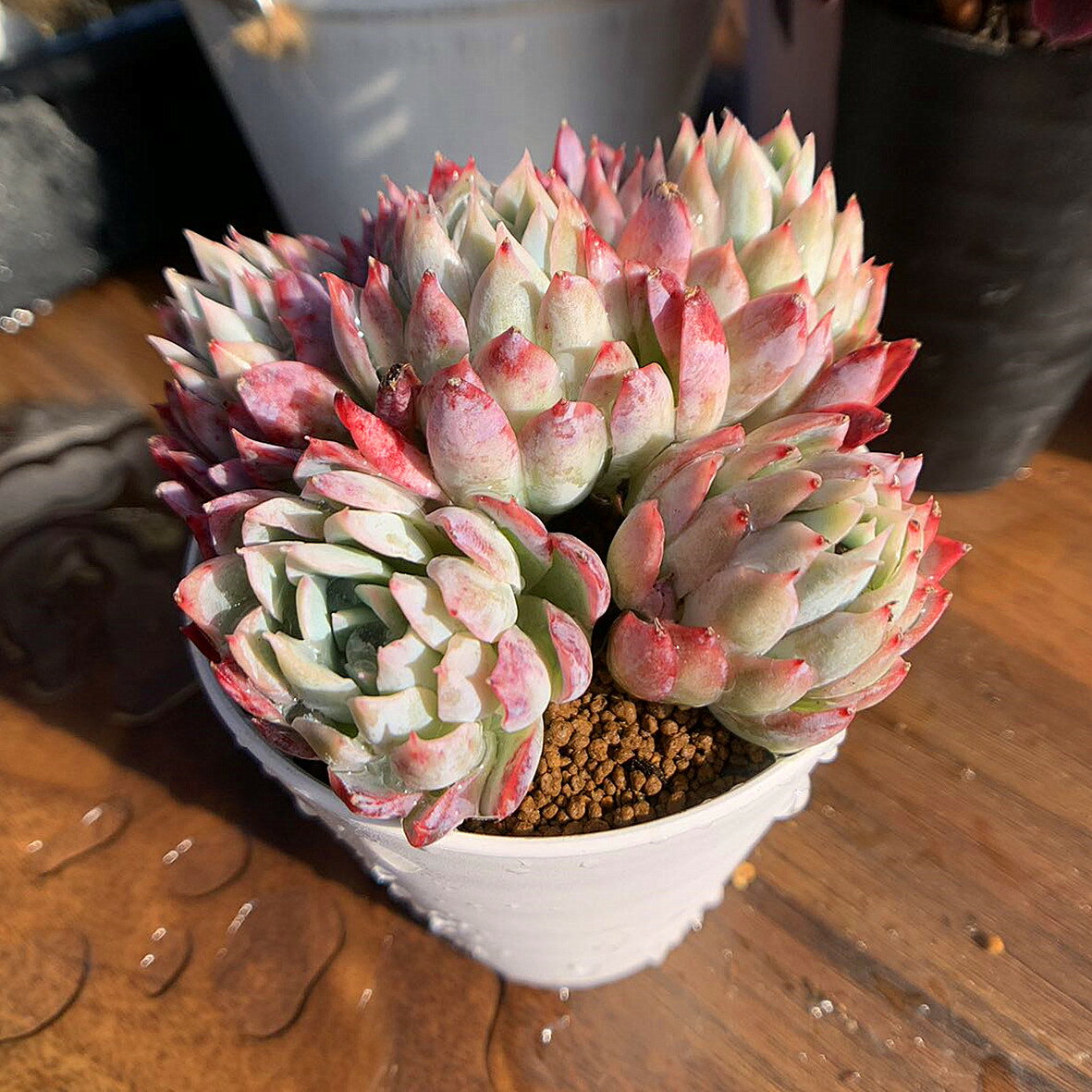 農園直売 多肉植物 寄せ植え エケベリア属 バイオレットクイーン（3頭以上）（特大）抜き苗 観葉植物 インテリア　多肉専門VERVEのサムネイル