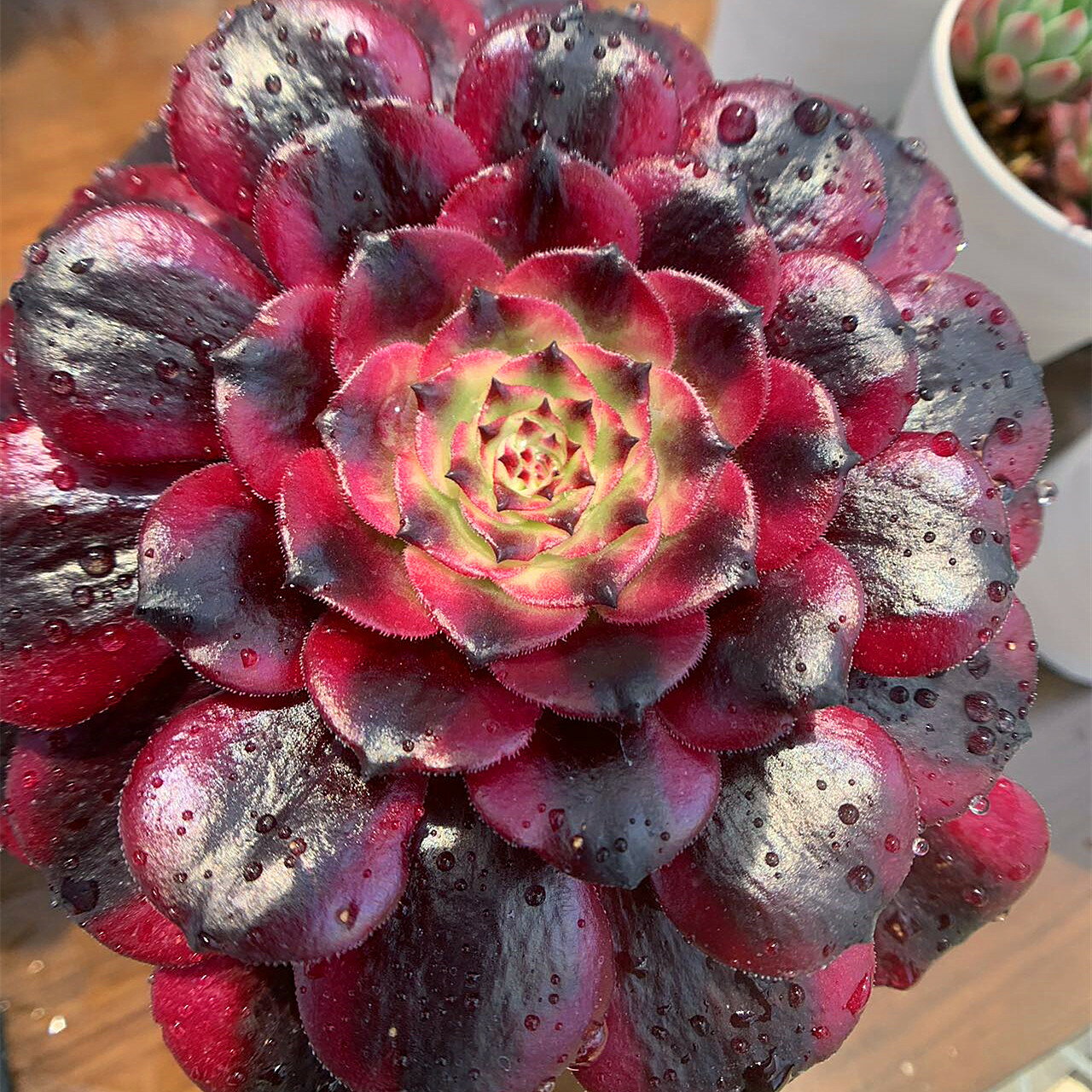 農園直売 多肉植物 寄せ植え アエオニウム属　美姫 　特大　超美苗　抜き苗 観葉植物 インテリア　多肉専門VERVEのサムネイル