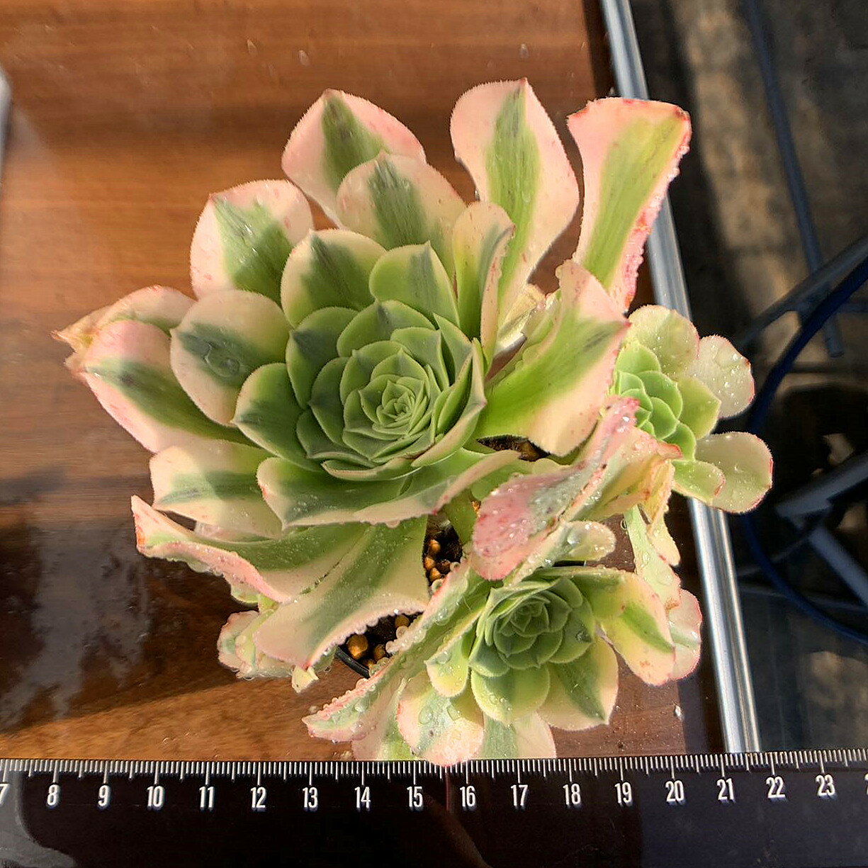 農園直売 多肉植物 寄せ植え アエオニウム属　抹茶ソーダ（群）超美苗　錦　観葉植物 インテリア　多肉専門VERVEのサムネイル