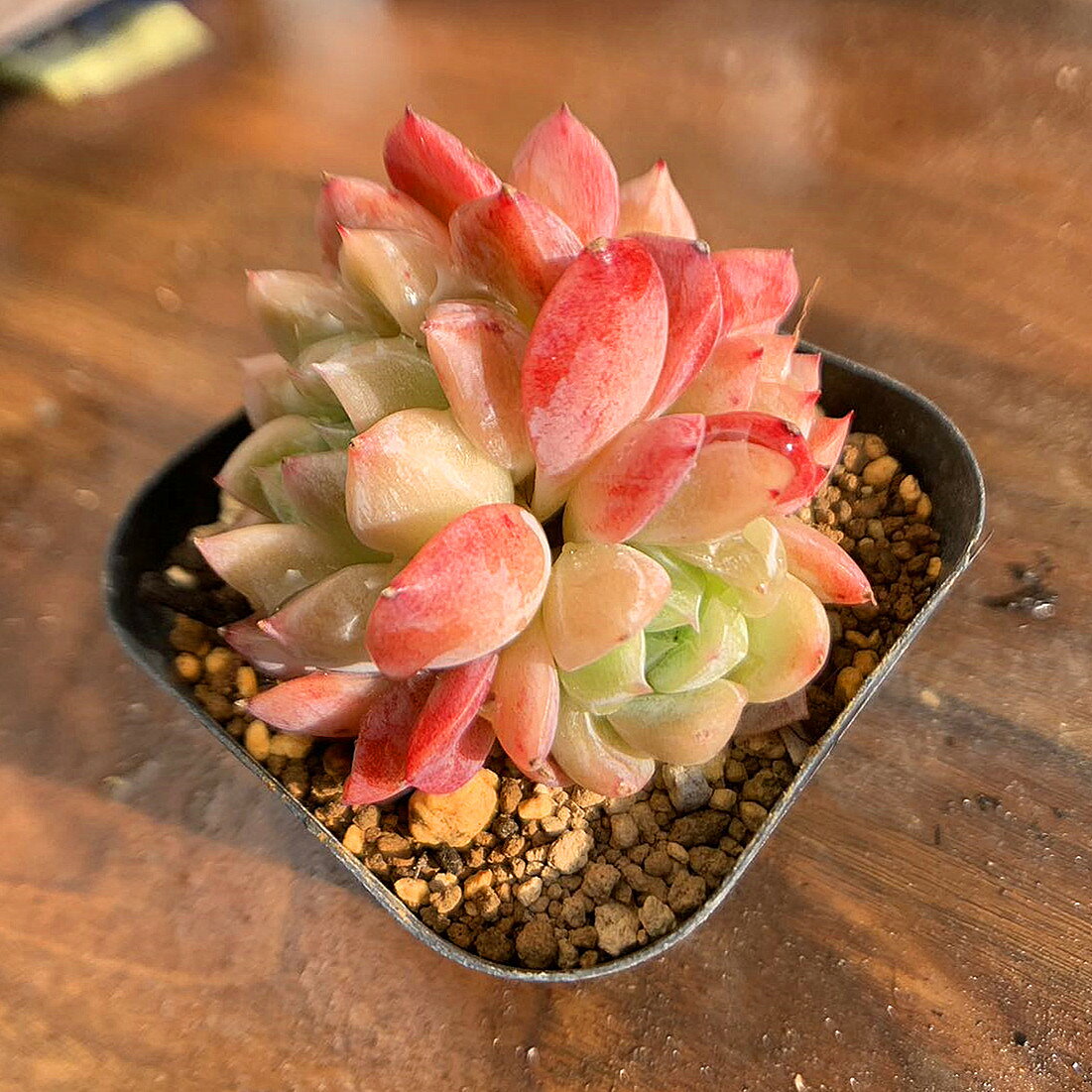 農園直売 多肉植物 寄せ植え エケベリア属 エルサ　ELSA（群）　抜き苗 観葉植物 インテリア　多肉専門verveのサムネイル