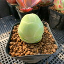 農園直売 多肉植物 寄せ植え グリノービア属 オーレア エッグ(中) 超美苗 可愛い 抜き苗 観葉植物 インテリア 多肉専門VERVE