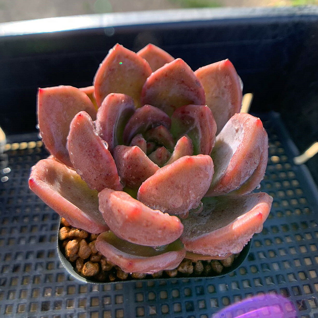 農園直売 多肉植物 寄せ植え エケベリア属 モンローxロメオ（単）超美苗　新品種　抜き苗 観葉植物 インテリア　多肉専門VERVEのサムネイル