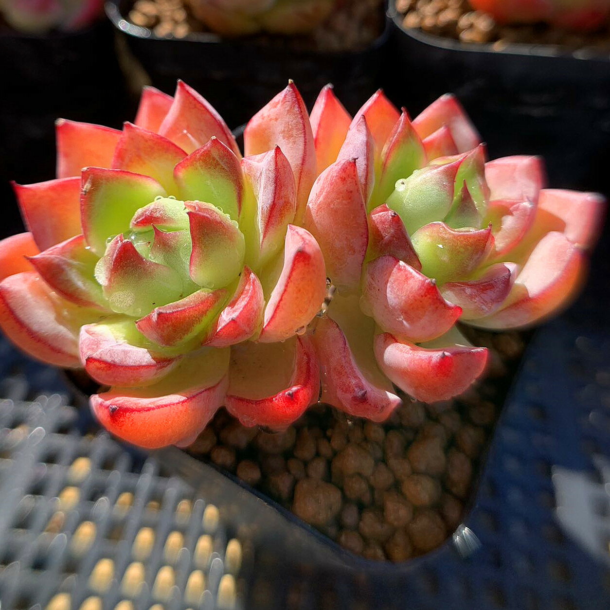 農園直売 多肉植物 寄せ植え エケベリア属　グリーンドラゴン（2頭）　抜き苗 観葉植物 インテリア　多肉専門VERVEのサムネイル