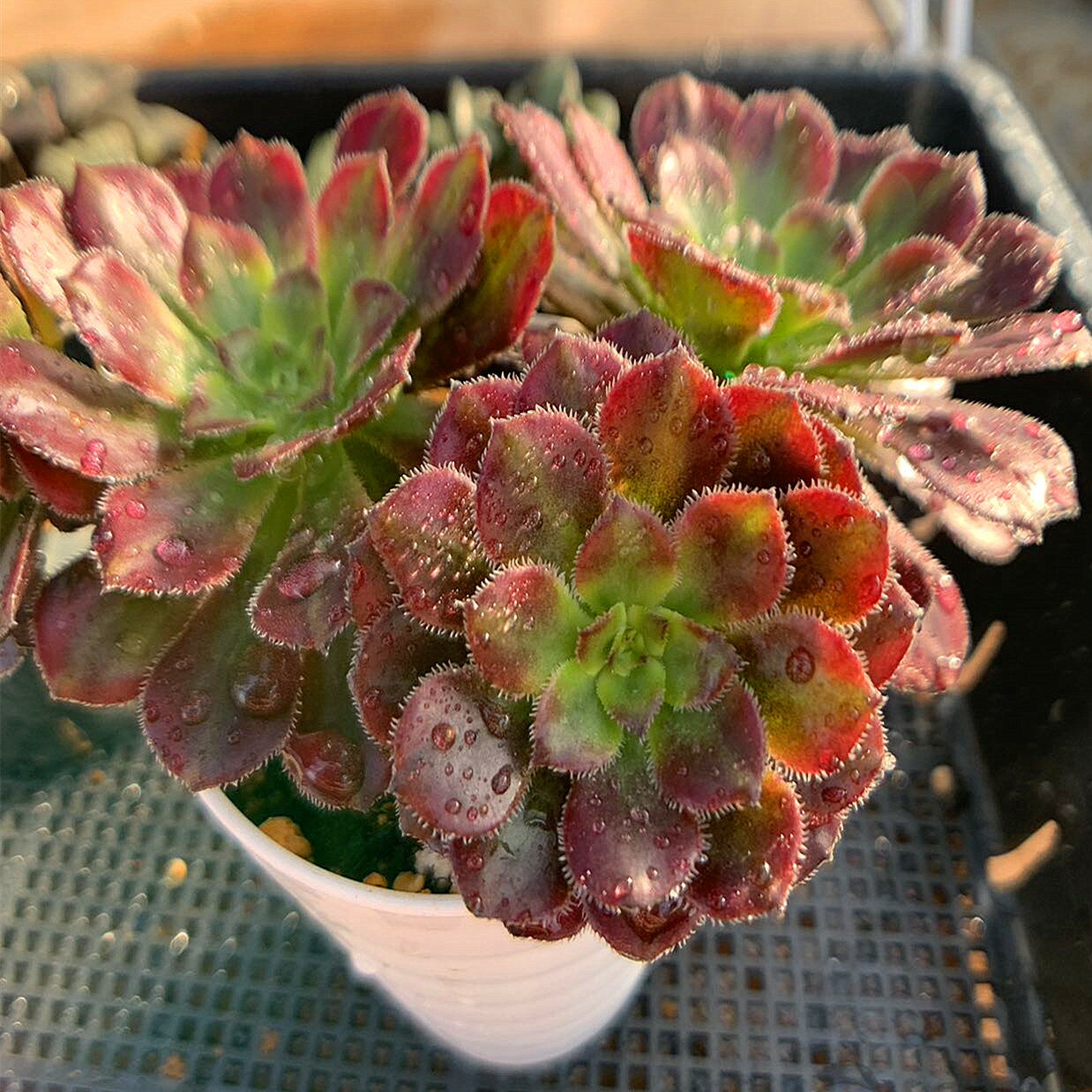 農園直売 多肉植物 寄せ植え アエオニウム属　マルディグラ（群）　 抜き苗 観葉植物 インテリア　多肉専門VERVEのサムネイル