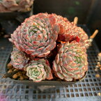 農園直売 多肉植物 寄せ植え エケベリア属　ピンウィール（群） Echeveria 'Pinwheel'　抜き苗 観葉植物 インテリア　多肉専門VERVE