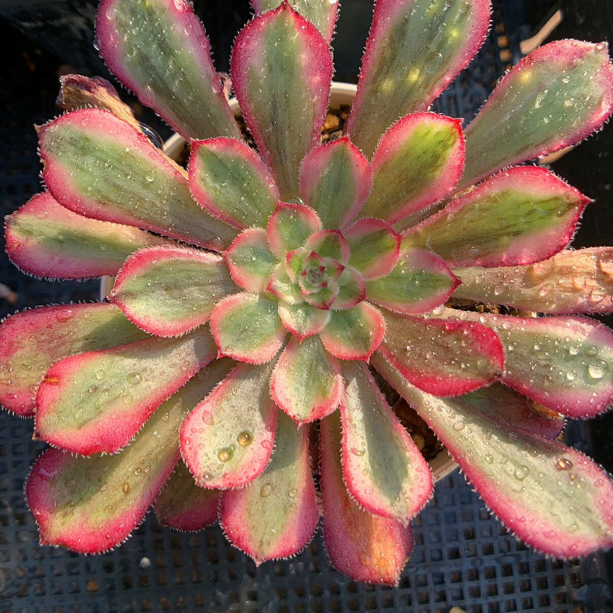 農園直売 多肉植物 寄せ植え アエオニウム属　白月光（単）美苗　抜き苗 希少 入手困難 観葉植物 インテリア 多肉専門VERVEのサムネイル