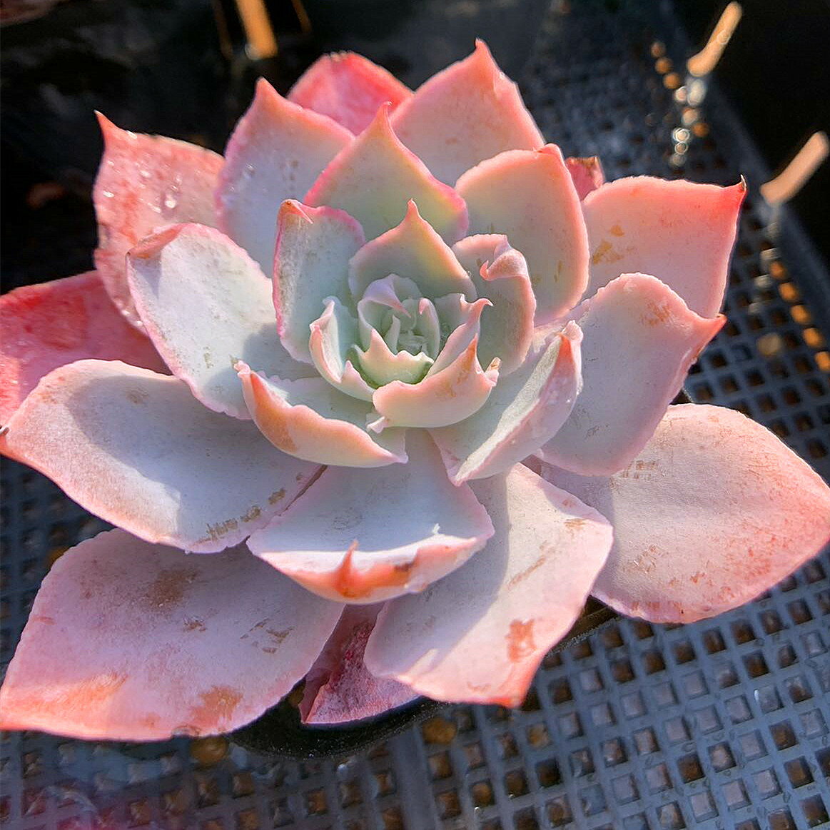 農園直売 多肉植物 寄せ植え エケベリア属　Echeveria 'Pinky' ピンキー(単)　美苗　希少　抜き苗 観葉植物 インテリア　多肉専門VERVE